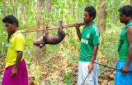 'बोनोदल' मा सन्थालको कथा